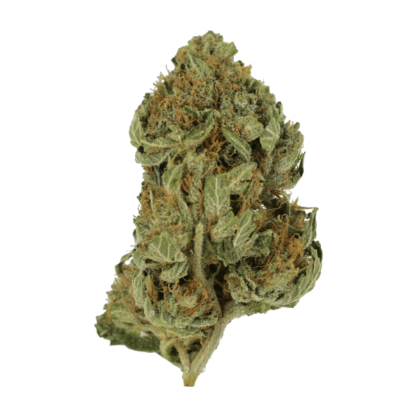 Bubblegum – 1 ounce | Haute Health Canada