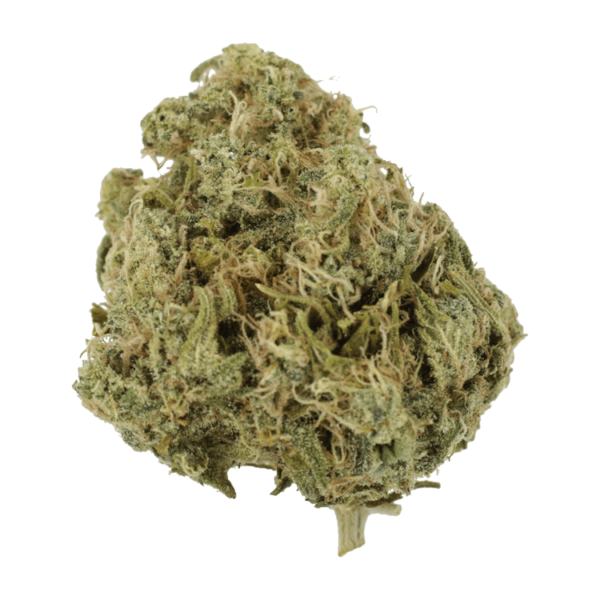 Moby Dick | Haute Health Canada