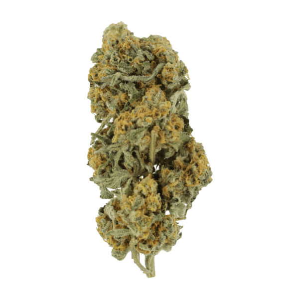 Miracle Alien Cookies | Haute Health Canada