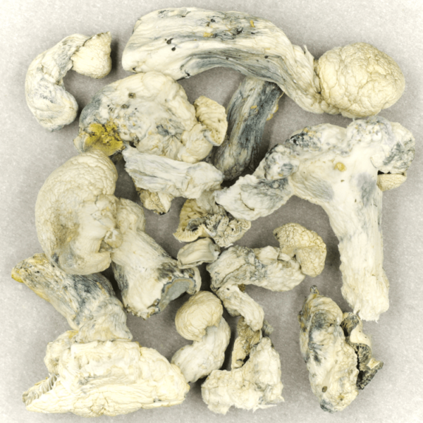 Cambodian Psilocybe Cubensis | Haute Health Canada