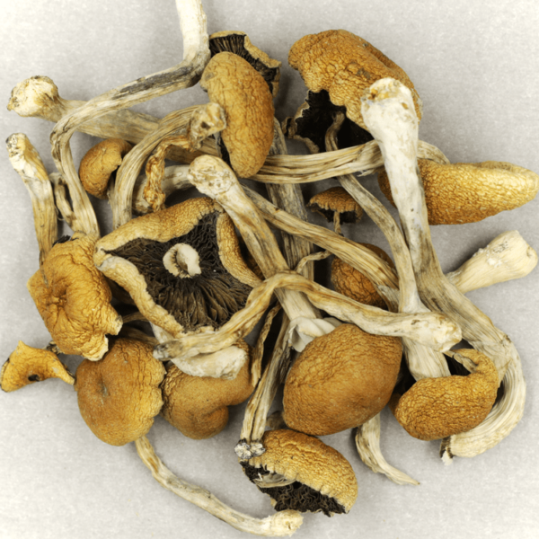 Cambodian Psilocybe Cubensis | Haute Health Canada