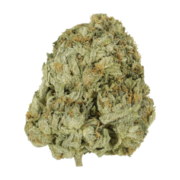 Godzilla Glue | Haute Health Canada