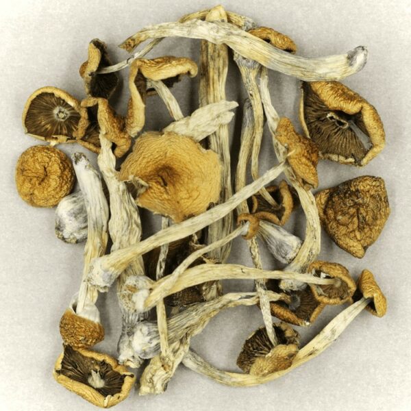 Psilocybe Cubensis Mexicana | Haute Health Canada