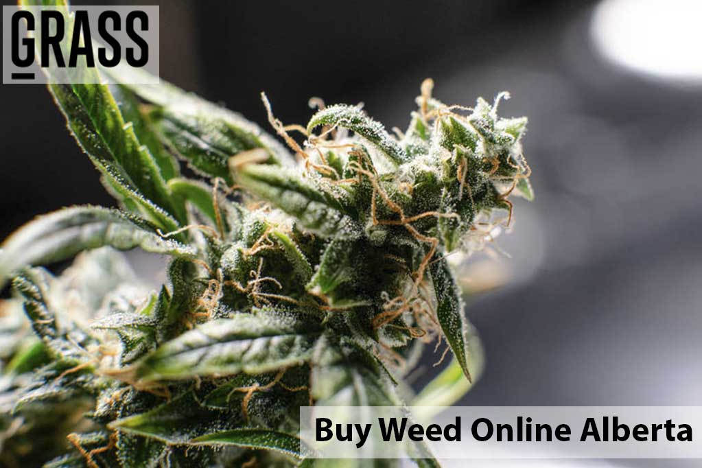 Buy cannabis online Alberta